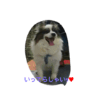 PAPIYON'slucky.3（個別スタンプ：7）