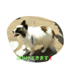 PAPIYON'slucky.3（個別スタンプ：8）
