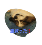 PAPIYON'slucky.3（個別スタンプ：9）