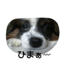 PAPIYON'slucky.3（個別スタンプ：10）