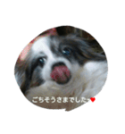PAPIYON'slucky.3（個別スタンプ：11）