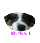 PAPIYON'slucky.3（個別スタンプ：14）