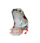 PAPIYON'slucky.3（個別スタンプ：16）