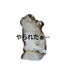 PAPIYON'slucky.3（個別スタンプ：18）
