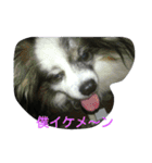 PAPIYON'slucky.3（個別スタンプ：19）