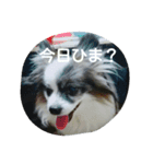 PAPIYON'slucky.3（個別スタンプ：20）