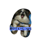 PAPIYON'slucky.3（個別スタンプ：23）