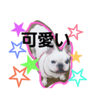 フレンチブルドッグの可愛い日常です（個別スタンプ：8）