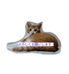 Cat's stamps（個別スタンプ：4）