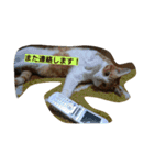 Cat's stamps（個別スタンプ：5）