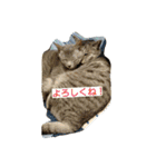 Cat's stamps（個別スタンプ：6）