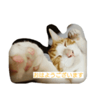 Cat's stamps（個別スタンプ：7）