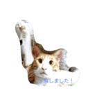 Cat's stamps（個別スタンプ：8）