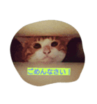 Cat's stamps（個別スタンプ：9）