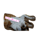Cat's stamps（個別スタンプ：10）