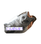 Cat's stamps（個別スタンプ：11）