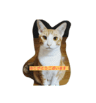 Cat's stamps（個別スタンプ：12）