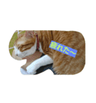 Cat's stamps（個別スタンプ：14）