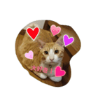 Cat's stamps（個別スタンプ：15）