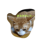 Cat's stamps（個別スタンプ：16）