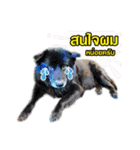 Our Lovely Dogs（個別スタンプ：1）