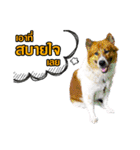 Our Lovely Dogs（個別スタンプ：3）