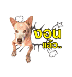 Our Lovely Dogs（個別スタンプ：4）