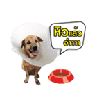 Our Lovely Dogs（個別スタンプ：5）
