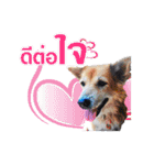 Our Lovely Dogs（個別スタンプ：6）