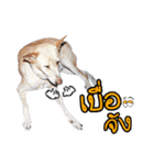 Our Lovely Dogs（個別スタンプ：11）