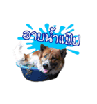 Our Lovely Dogs（個別スタンプ：12）