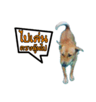Our Lovely Dogs（個別スタンプ：13）