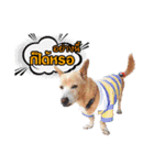 Our Lovely Dogs（個別スタンプ：14）