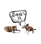 Our Lovely Dogs（個別スタンプ：15）