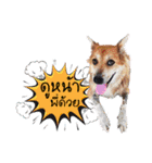 Our Lovely Dogs（個別スタンプ：16）