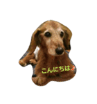 qoo3（個別スタンプ：1）