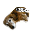 qoo3（個別スタンプ：4）