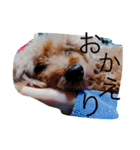 ラムの日常（個別スタンプ：20）