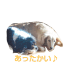 あくりころみちゃん1（個別スタンプ：16）