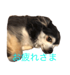 チワワ＆セキセイインコ（個別スタンプ：1）