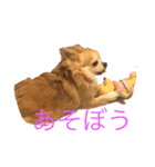 チワワ＆セキセイインコ（個別スタンプ：3）