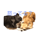 チワワ＆セキセイインコ（個別スタンプ：6）