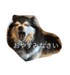 チワワ＆セキセイインコ（個別スタンプ：9）
