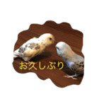 チワワ＆セキセイインコ（個別スタンプ：12）