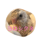 チワワ＆セキセイインコ（個別スタンプ：14）