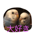 チワワ＆セキセイインコ（個別スタンプ：15）