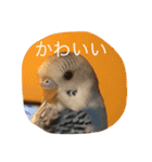 チワワ＆セキセイインコ（個別スタンプ：16）