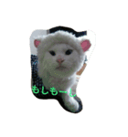 シロネコたん（個別スタンプ：4）