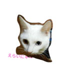 シロネコたん（個別スタンプ：7）