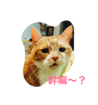 ネコおっさん喋る（個別スタンプ：1）